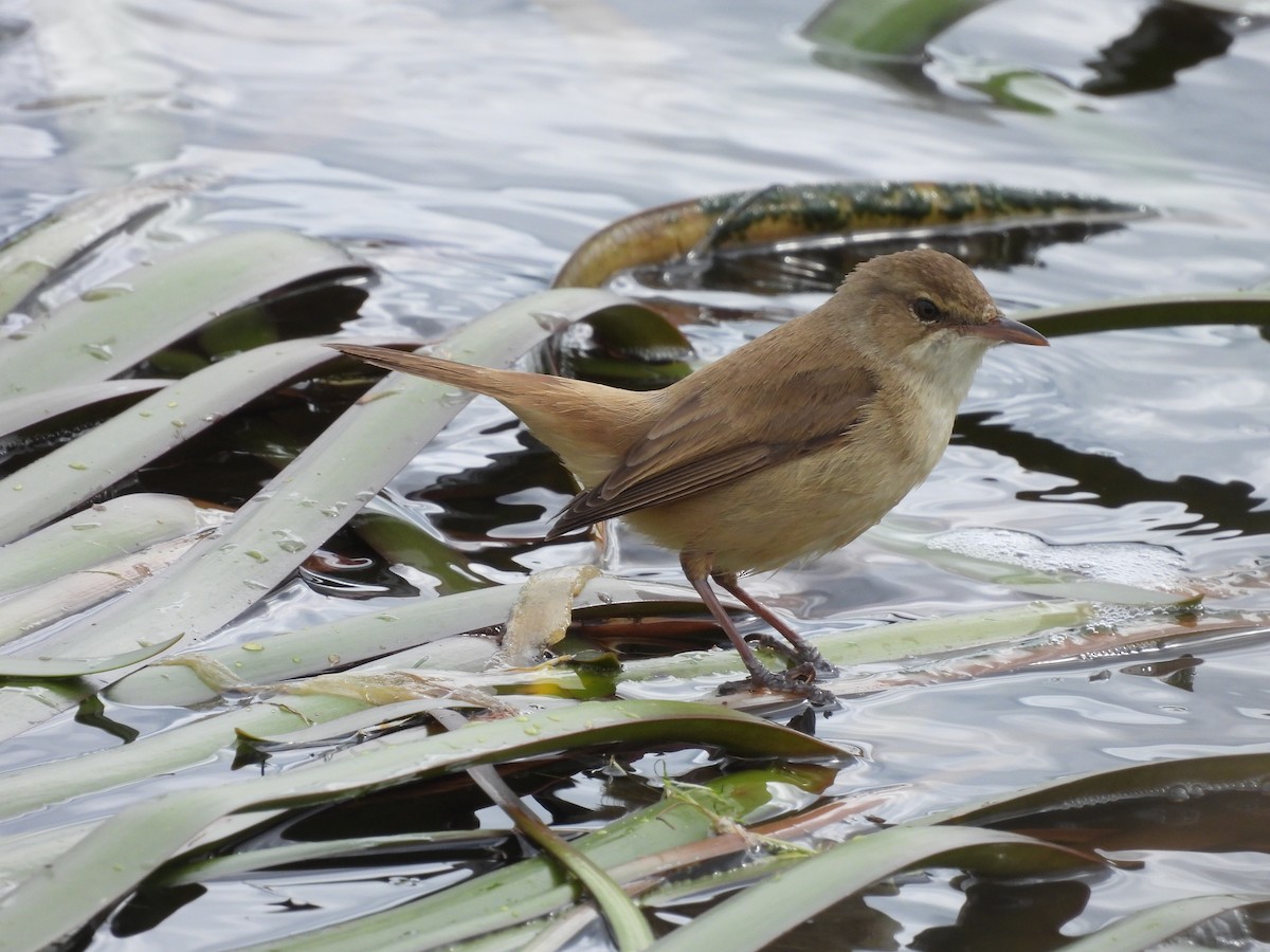 Australian Reed Warbler - ML641872531