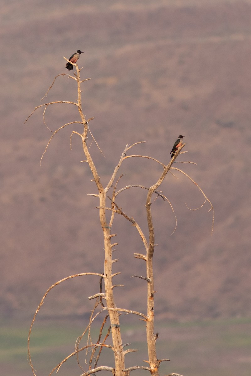 Lewis's Woodpecker - ML641872532