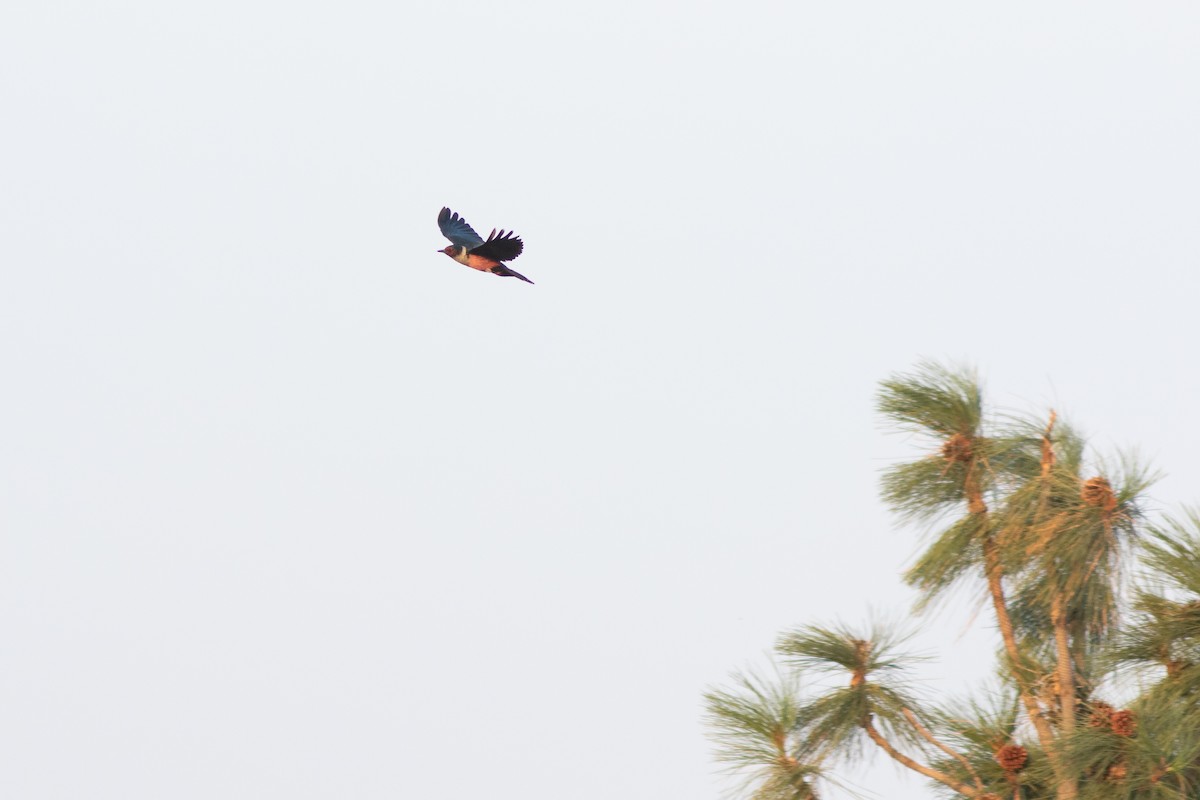 Lewis's Woodpecker - ML641872533