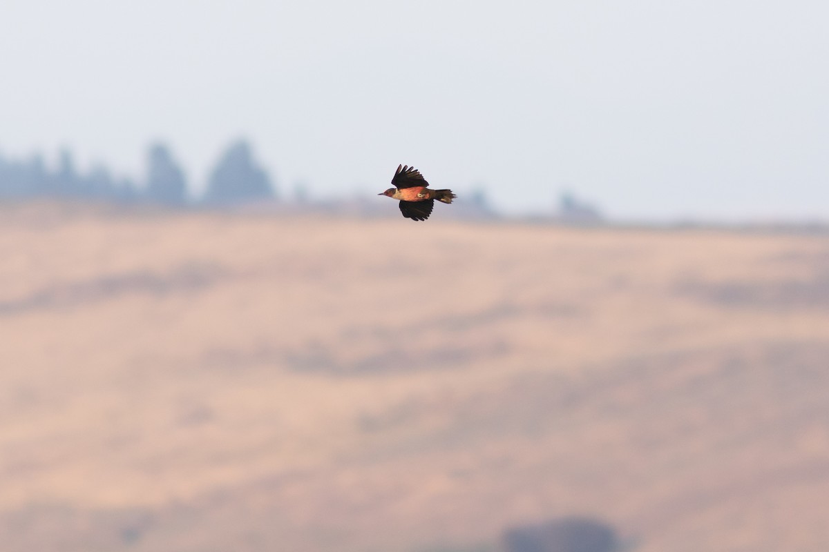 Lewis's Woodpecker - ML641872534
