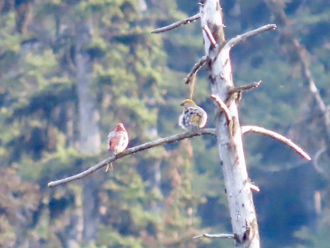 Pine Grosbeak - ML641872542