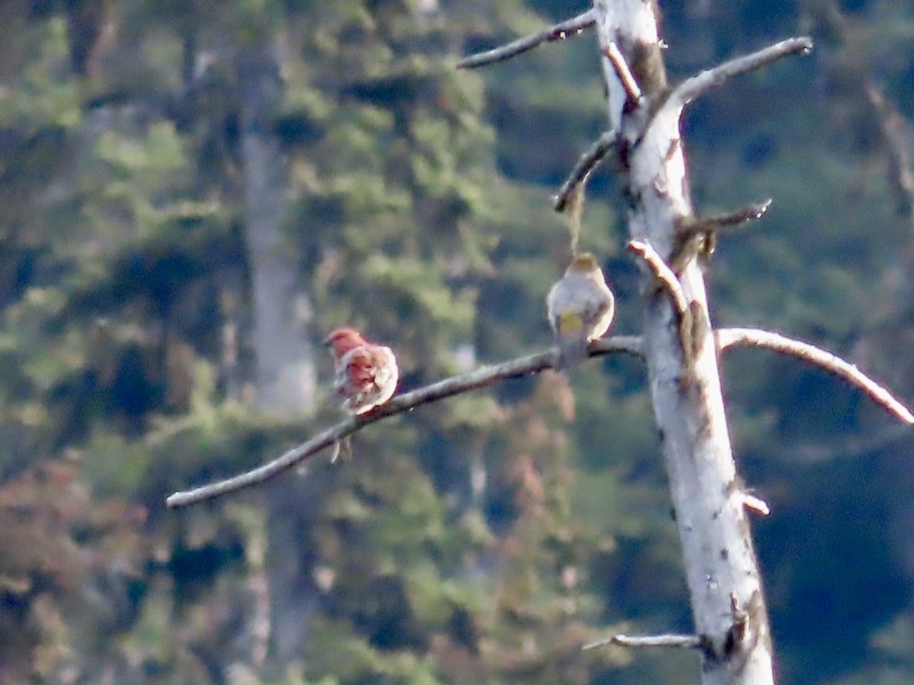 Pine Grosbeak - ML641872543