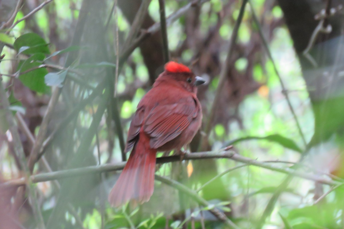 Red-crowned Ant-Tanager - ML641872567
