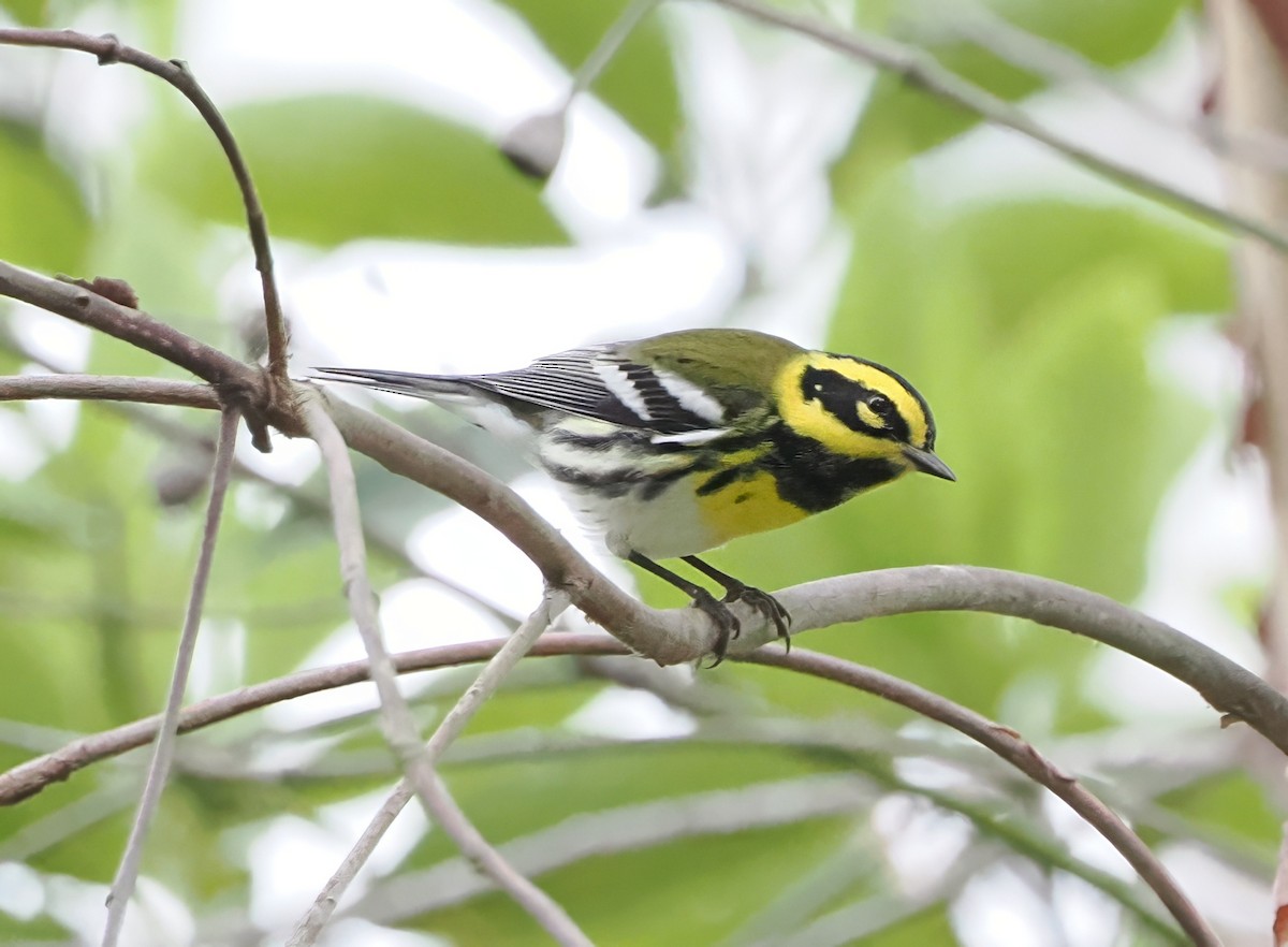 Townsend's Warbler - ML641872583