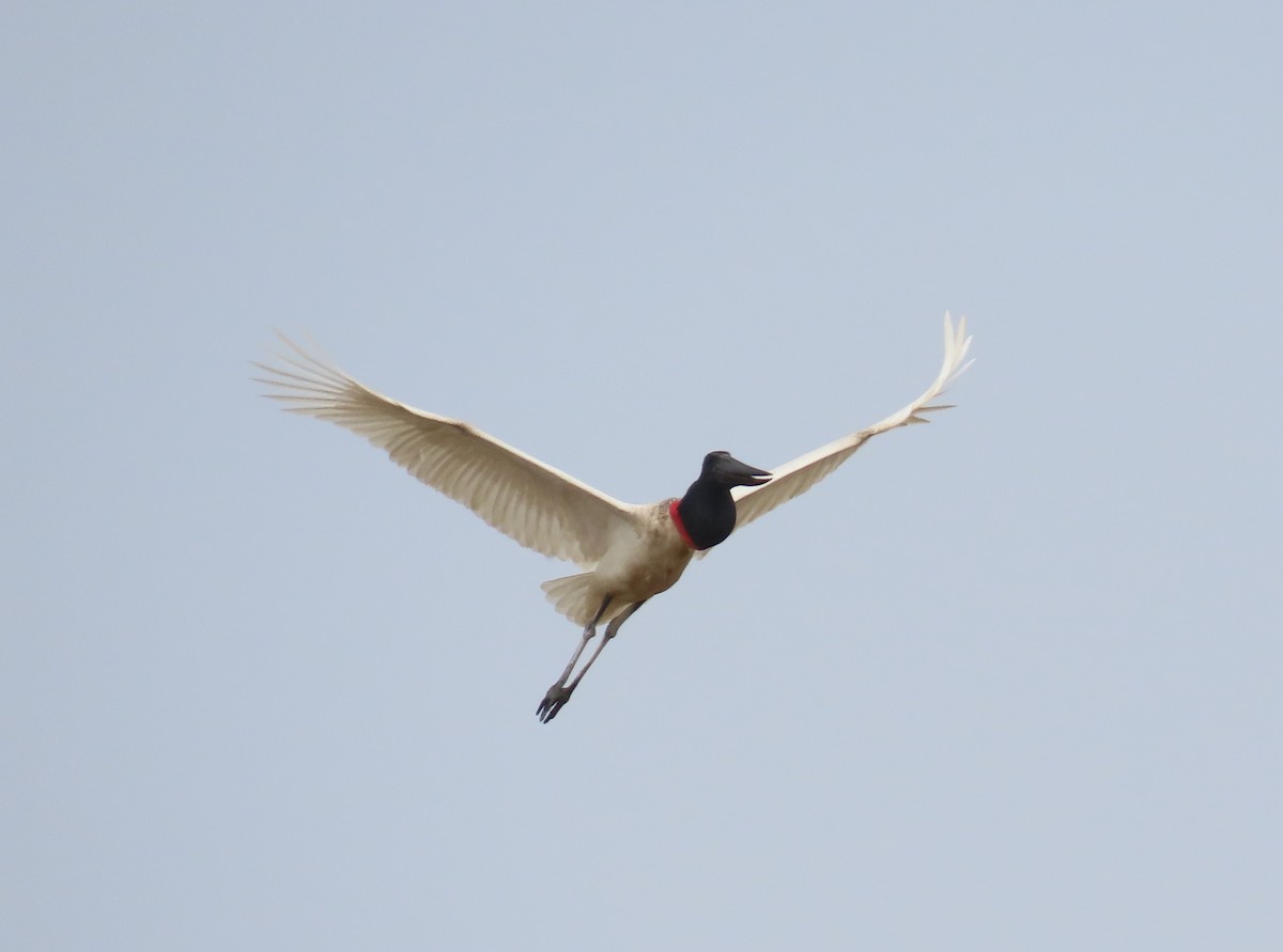 Jabiru - ML641872588