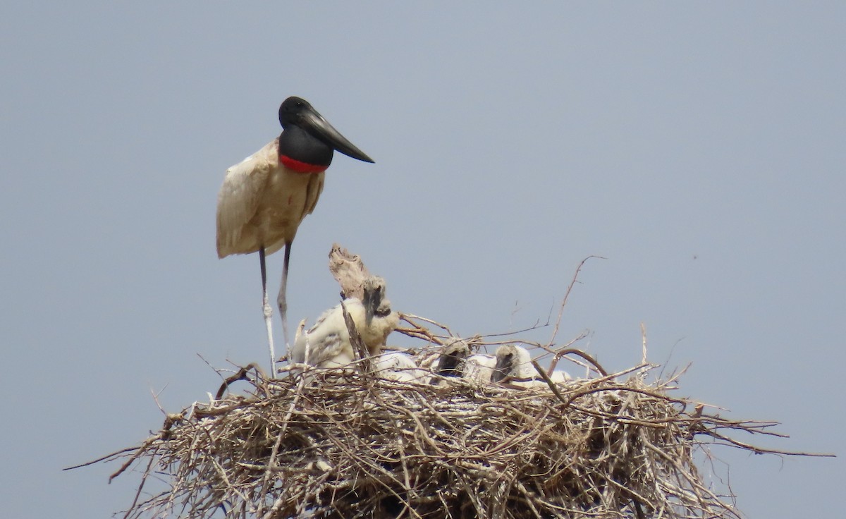 Jabiru - ML641872589