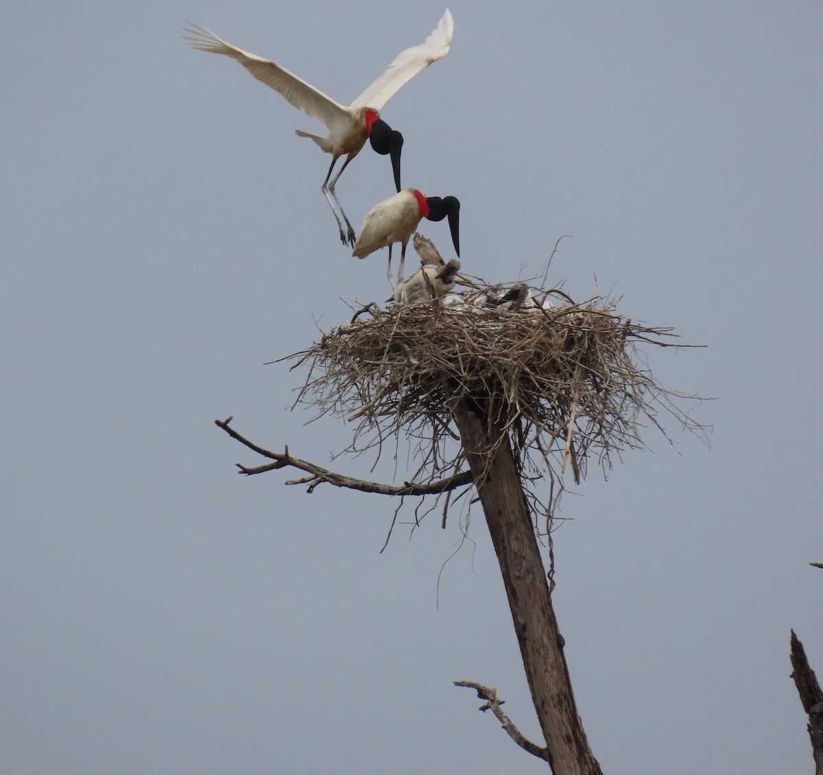 Jabiru - ML641872590