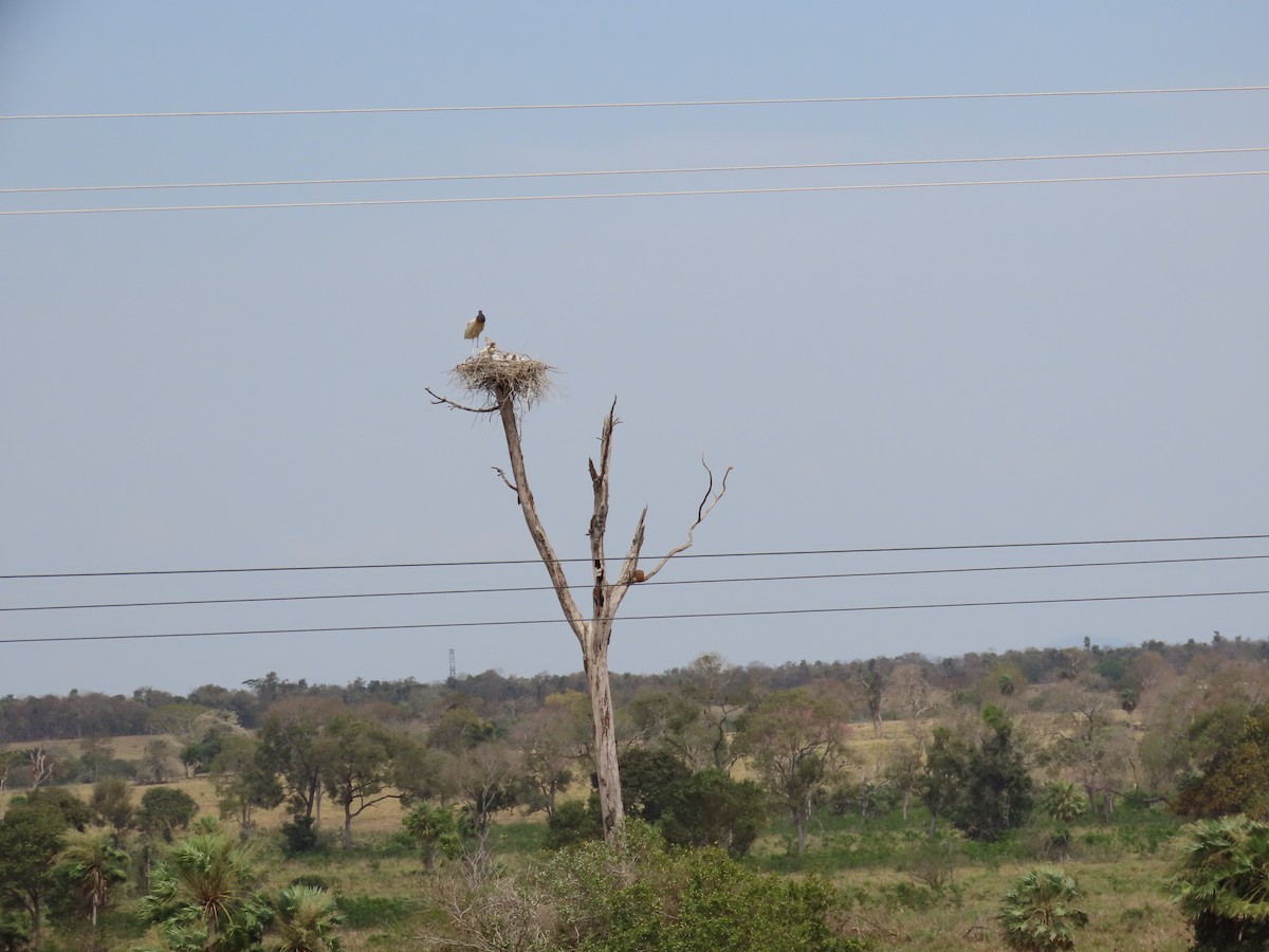 Jabiru - ML641872591