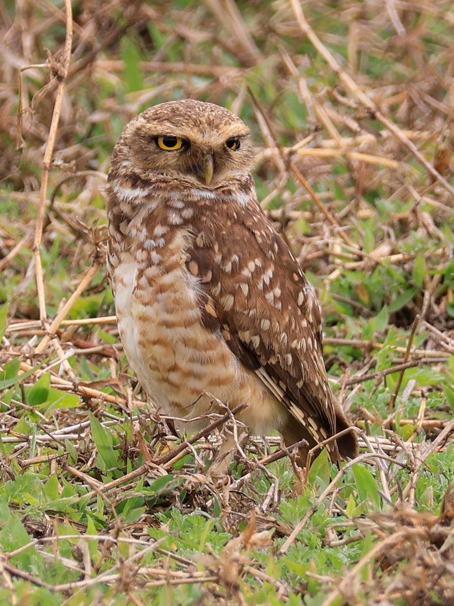 Burrowing Owl - ML641872598