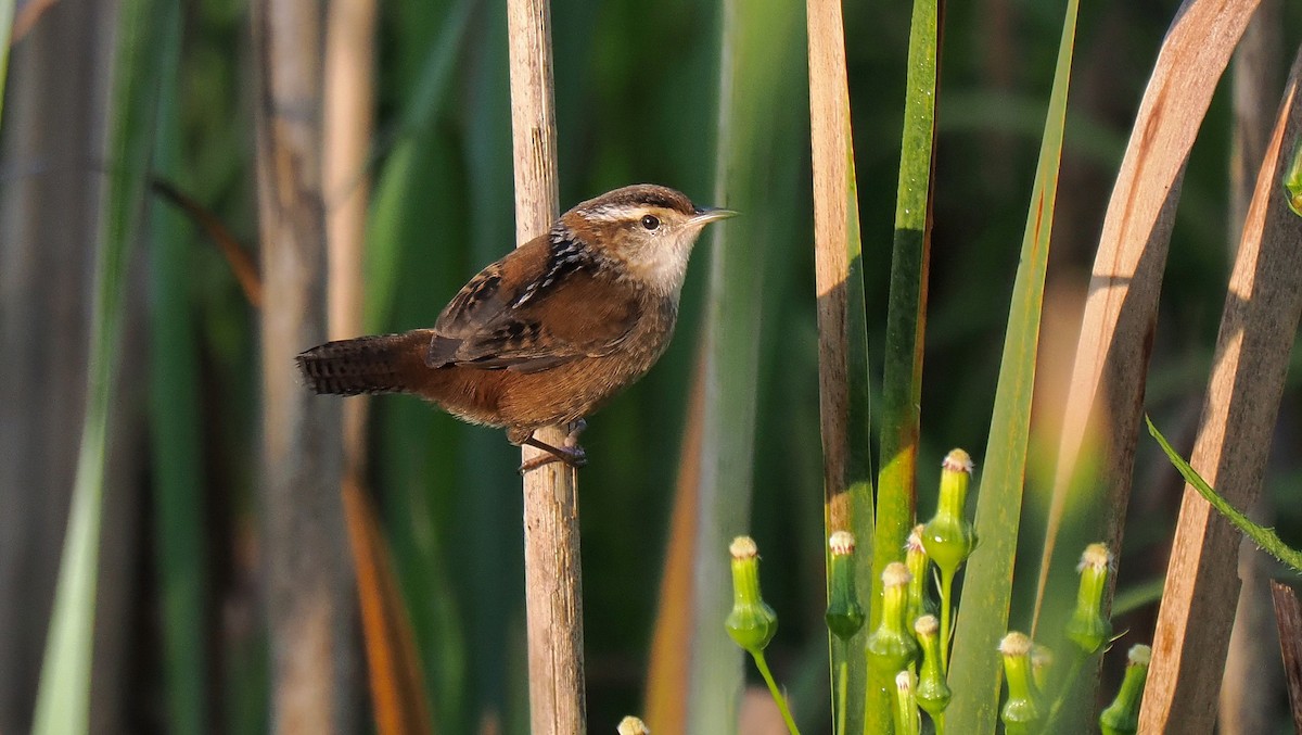 Marsh Wren - ML641872600