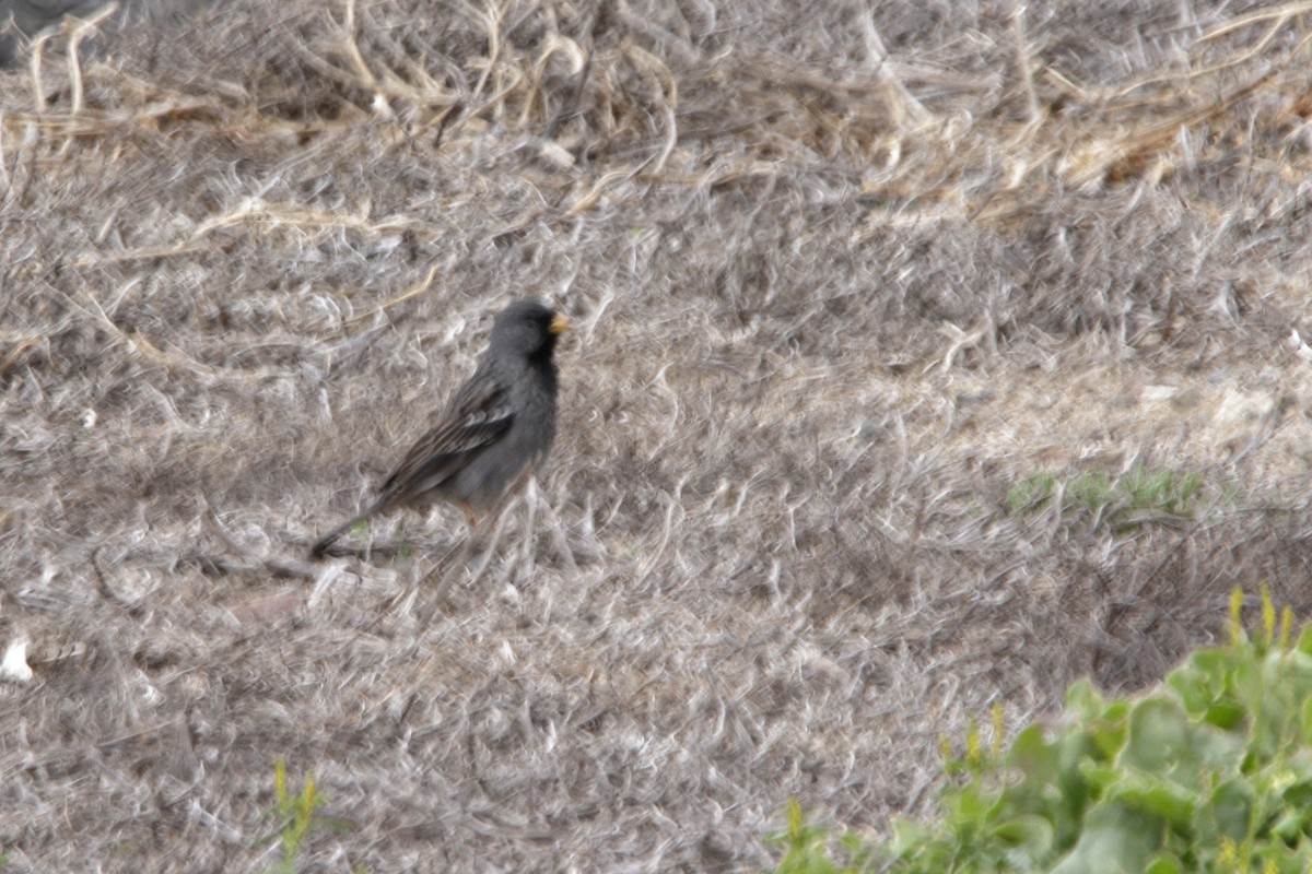 Mourning Sierra Finch - ML641872601