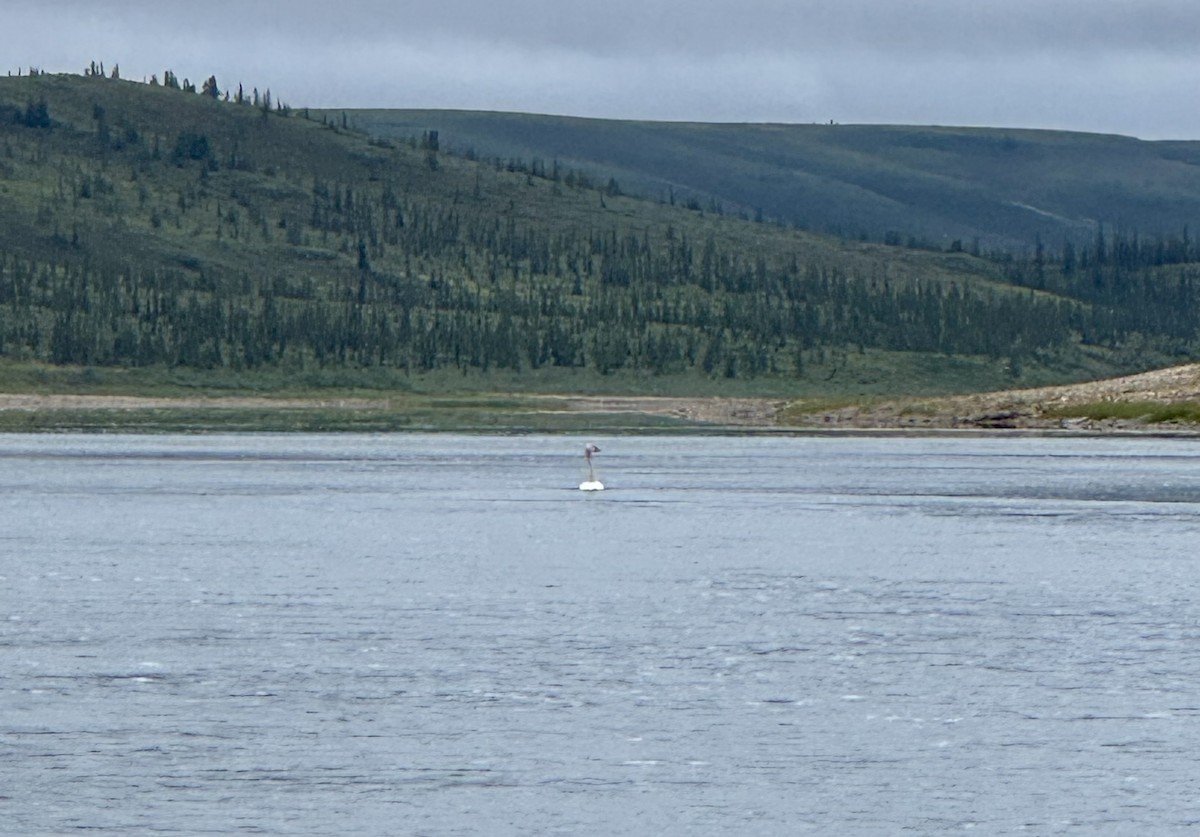 Cigno minore - ML641872603