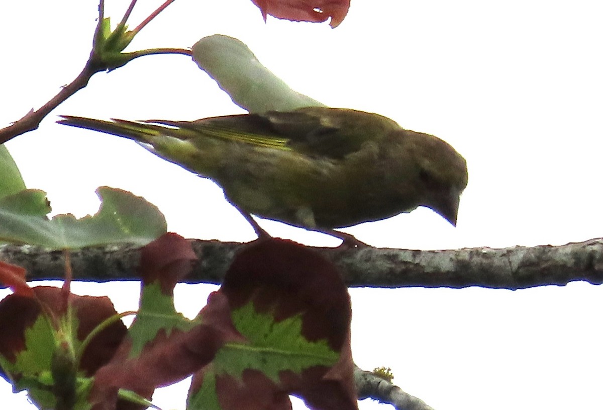 European Greenfinch - ML641872605