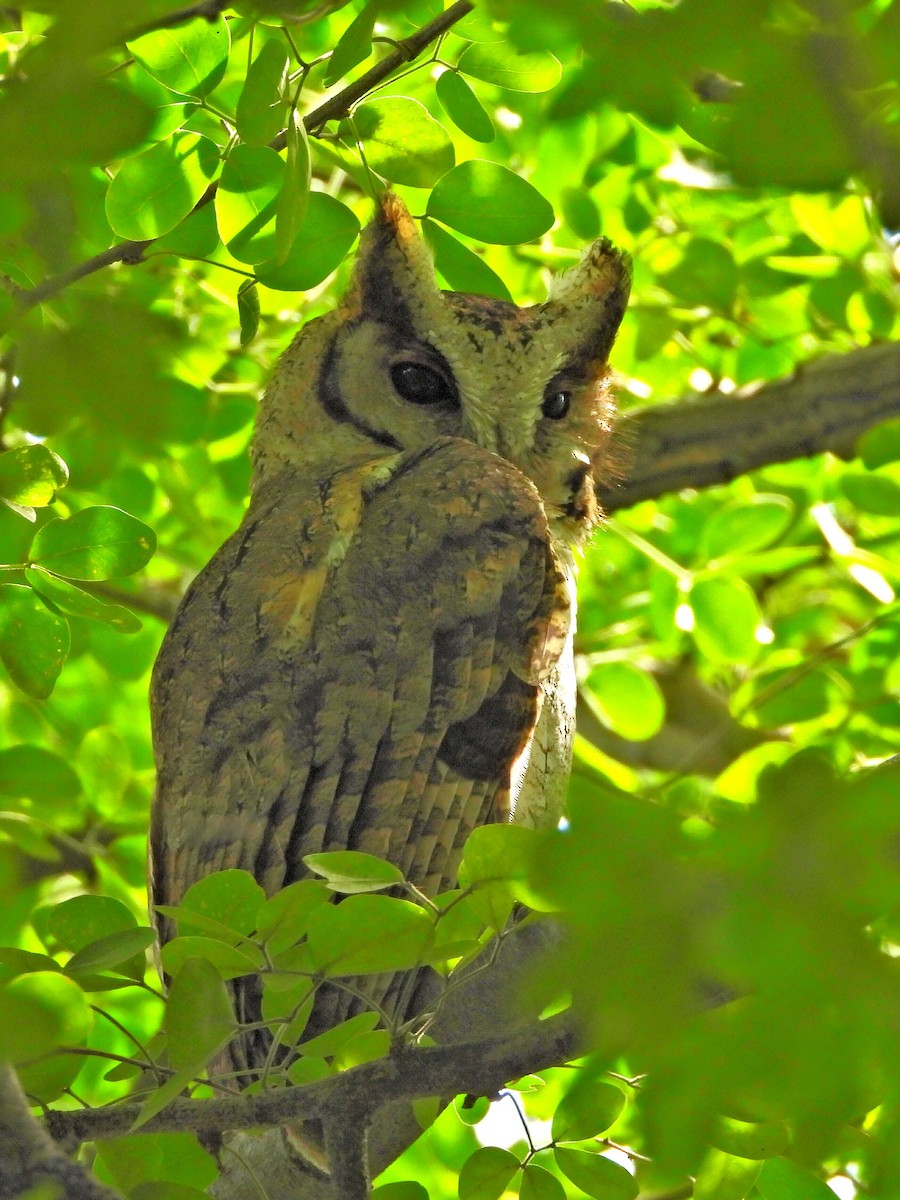 Collared Scops-Owl - ML641872609