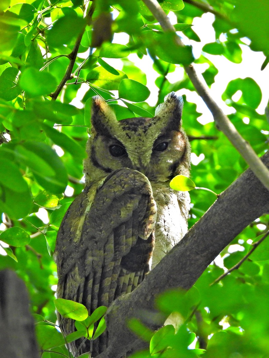 Collared Scops-Owl - ML641872610