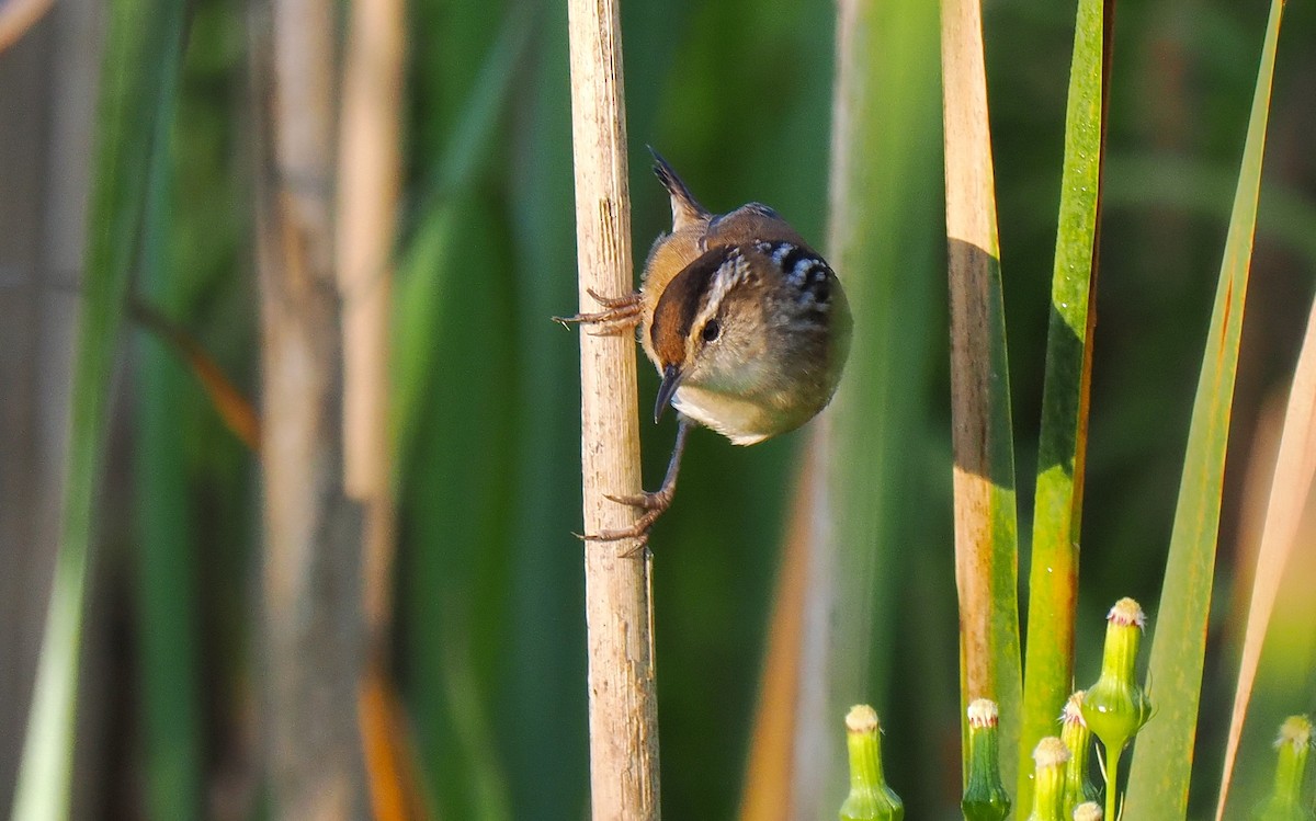 Marsh Wren - ML641872611
