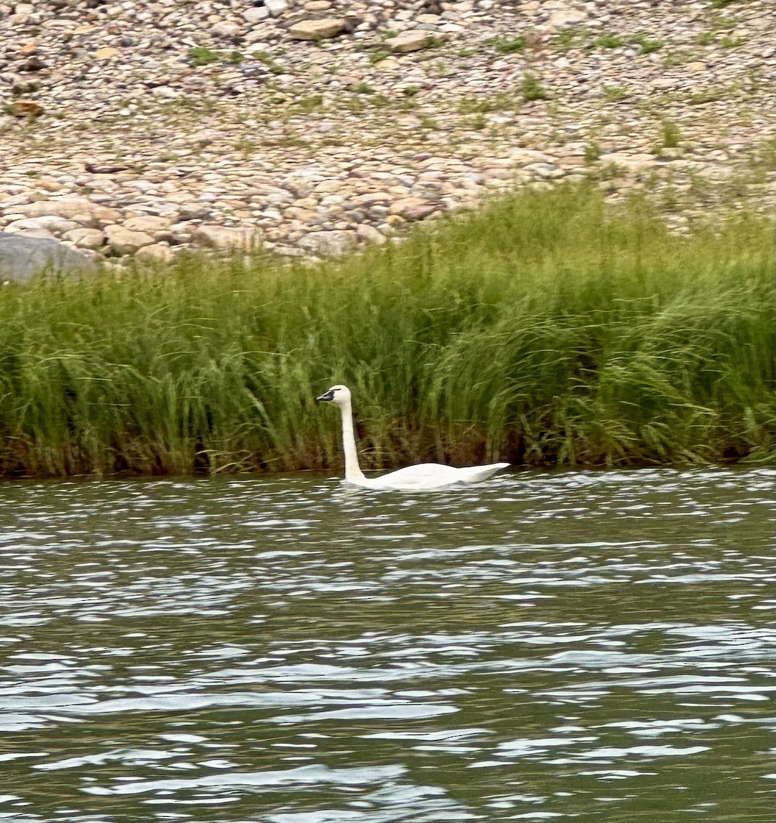 Cigno minore - ML641872613