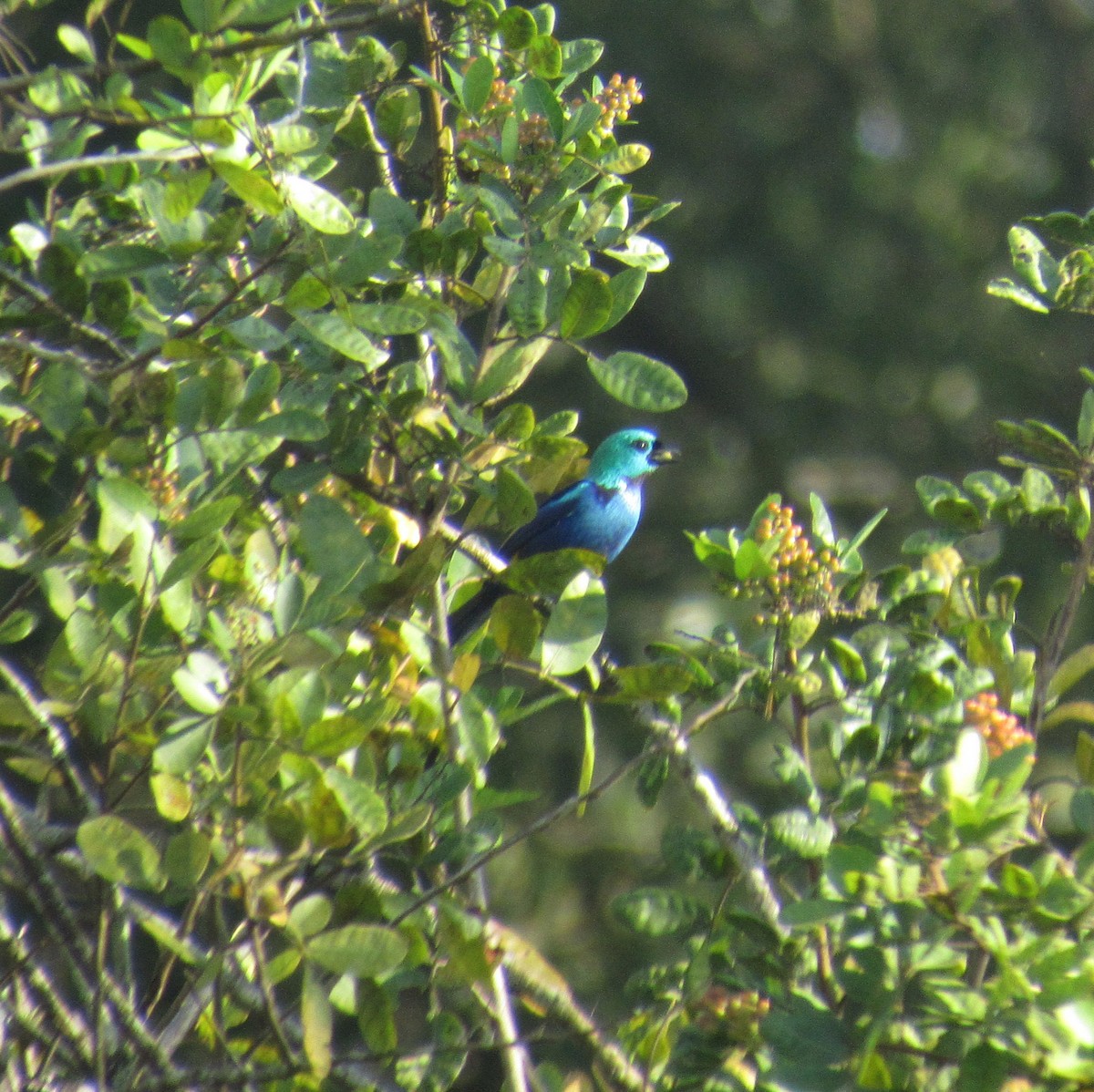 Seven-colored Tanager - ML641872615
