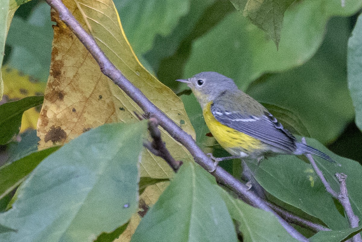 Magnolia Warbler - ML641872617
