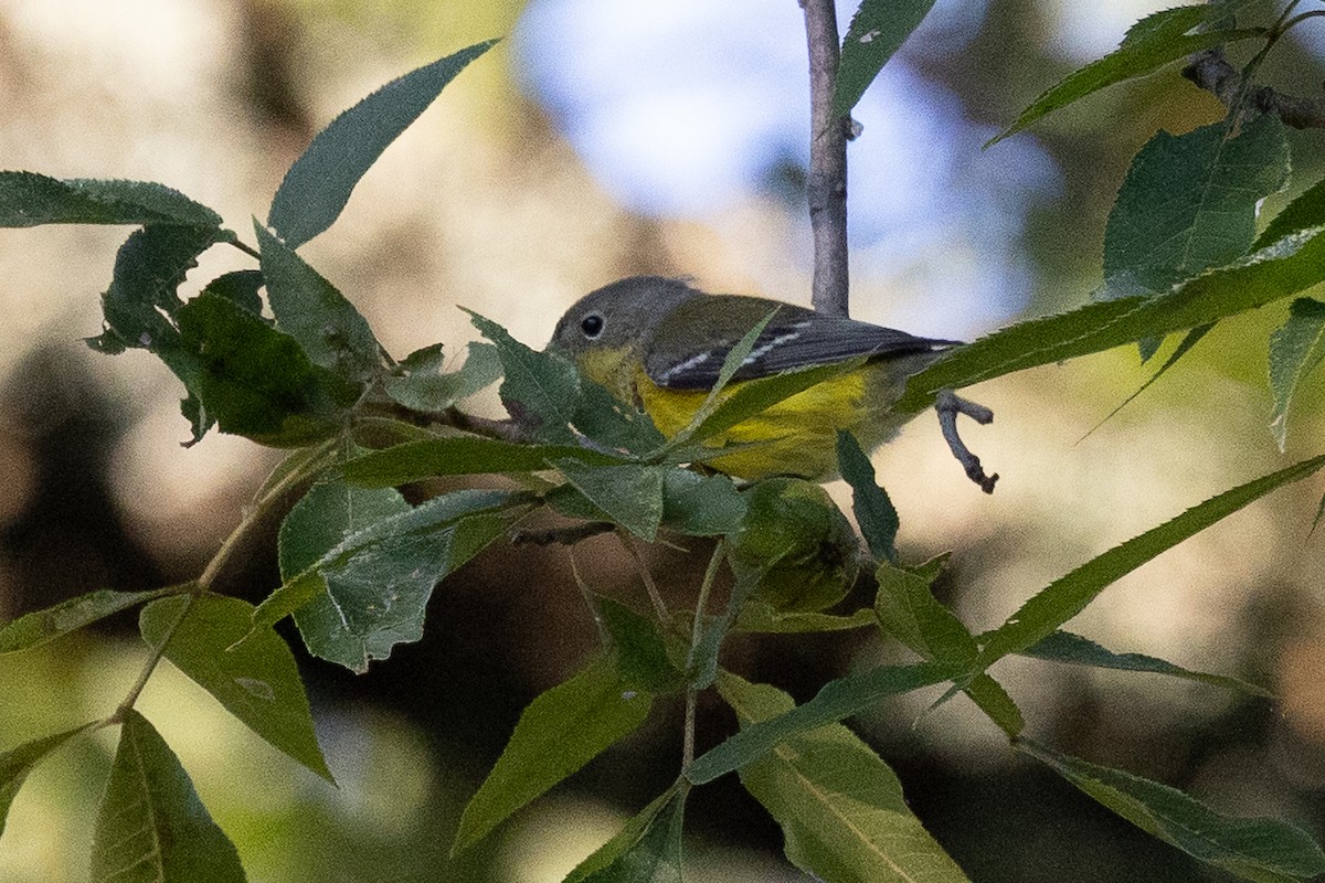 Magnolia Warbler - ML641872618