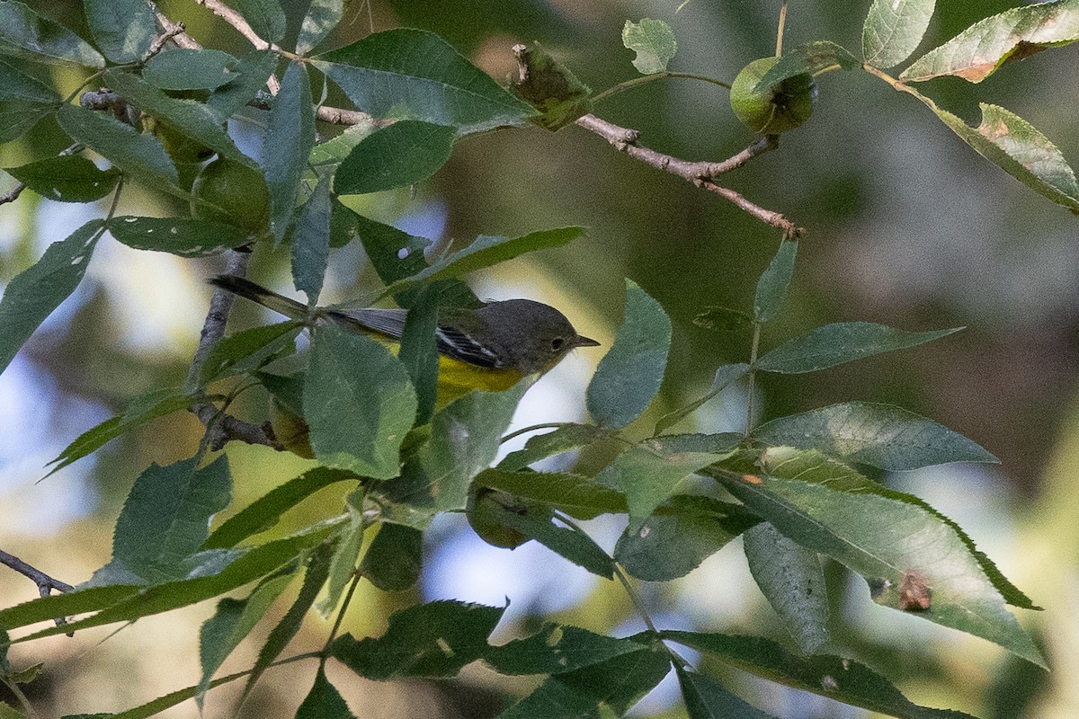 Magnolia Warbler - ML641872619