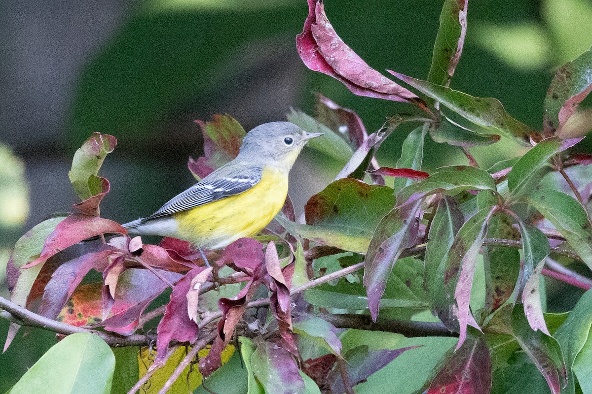 Magnolia Warbler - ML641872620