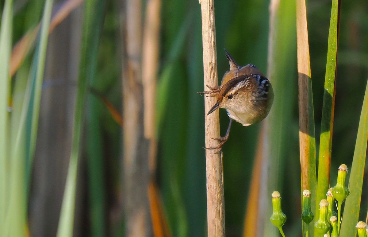 Marsh Wren - ML641872625