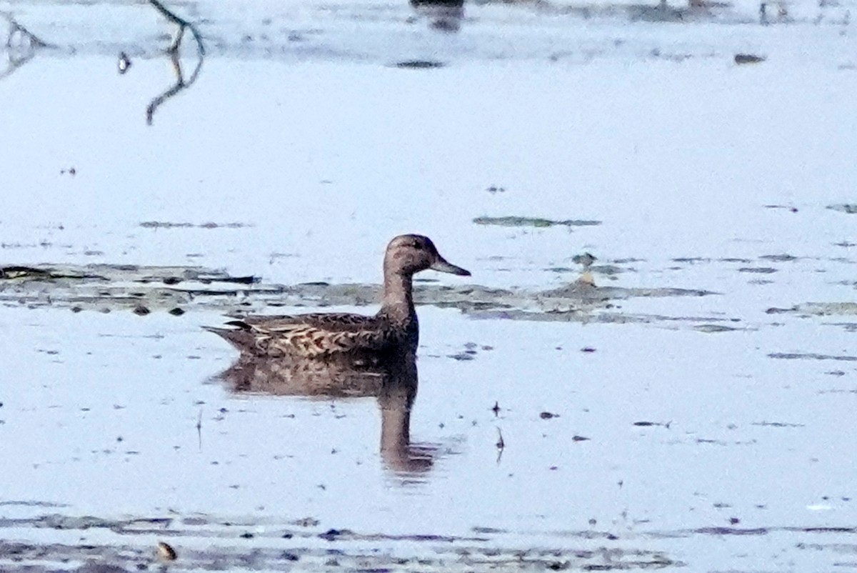 Green-winged Teal - ML641872626