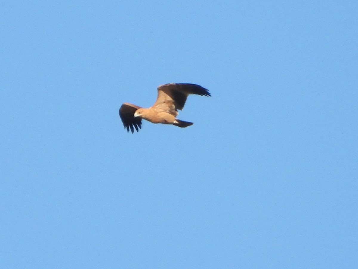 Spanish Eagle - ML641872627