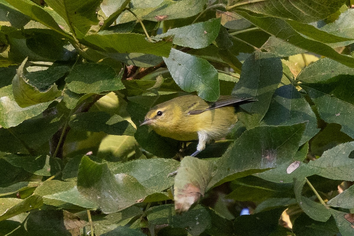 Tennessee Warbler - ML641872629