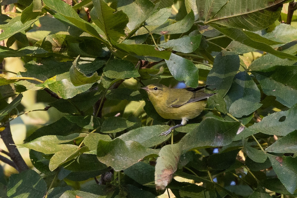 Tennessee Warbler - ML641872630