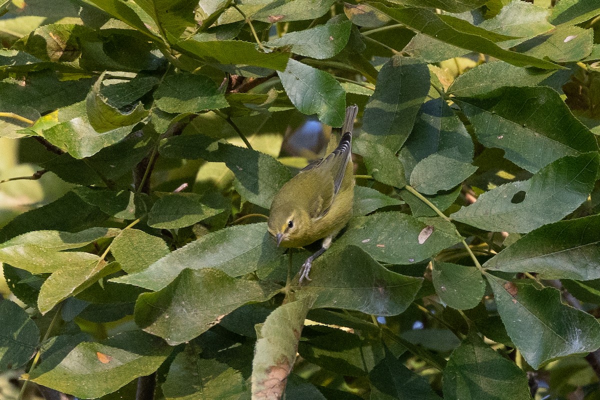 Tennessee Warbler - ML641872631