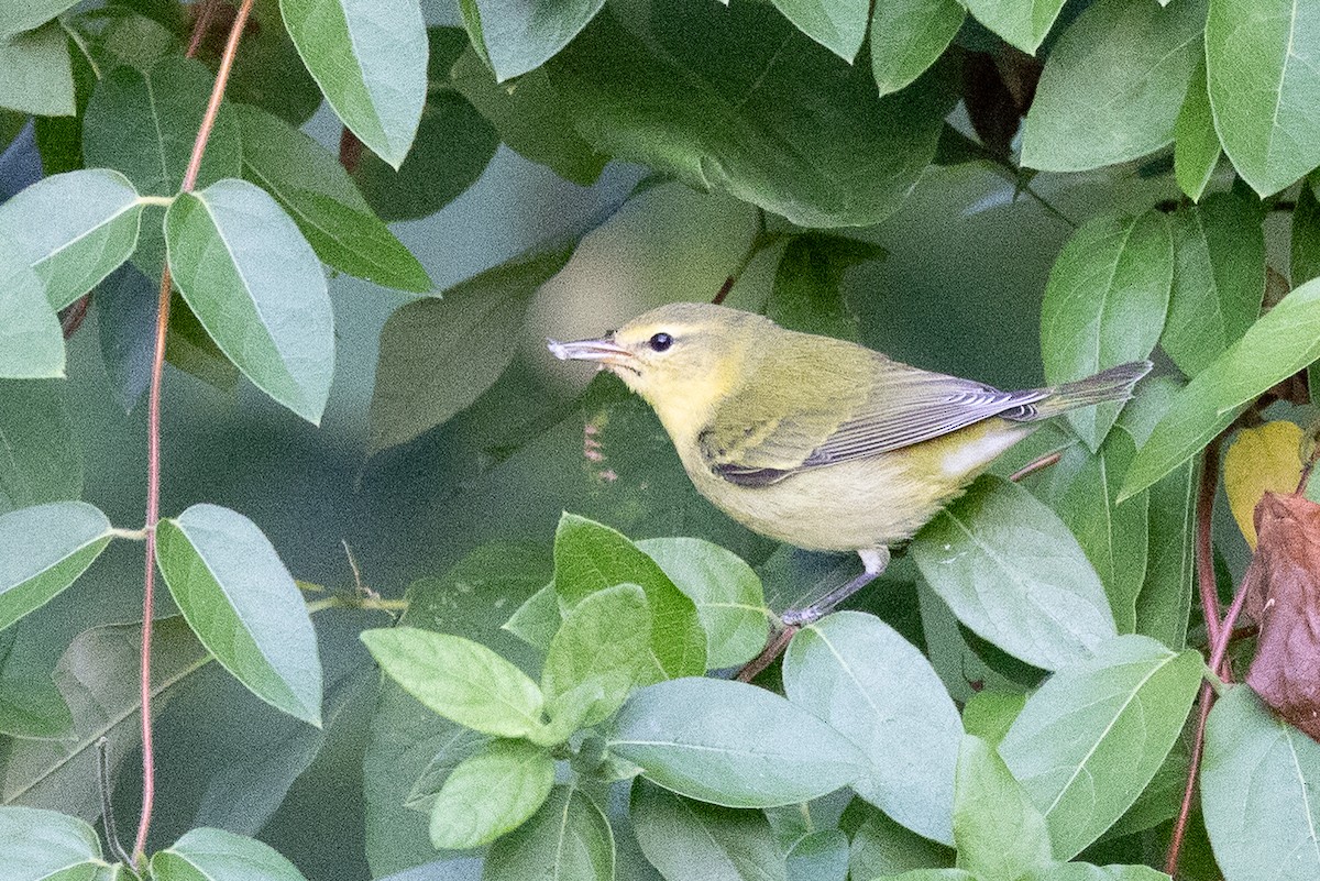 Tennessee Warbler - ML641872632