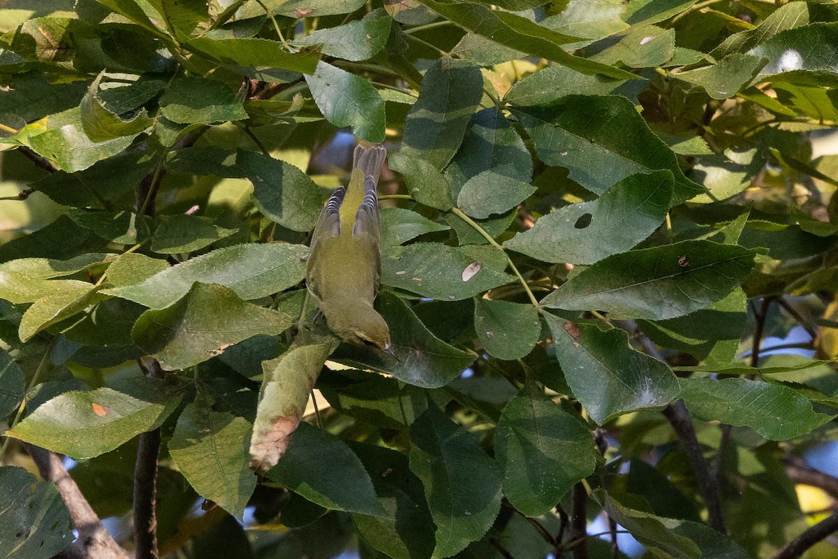 Tennessee Warbler - ML641872633