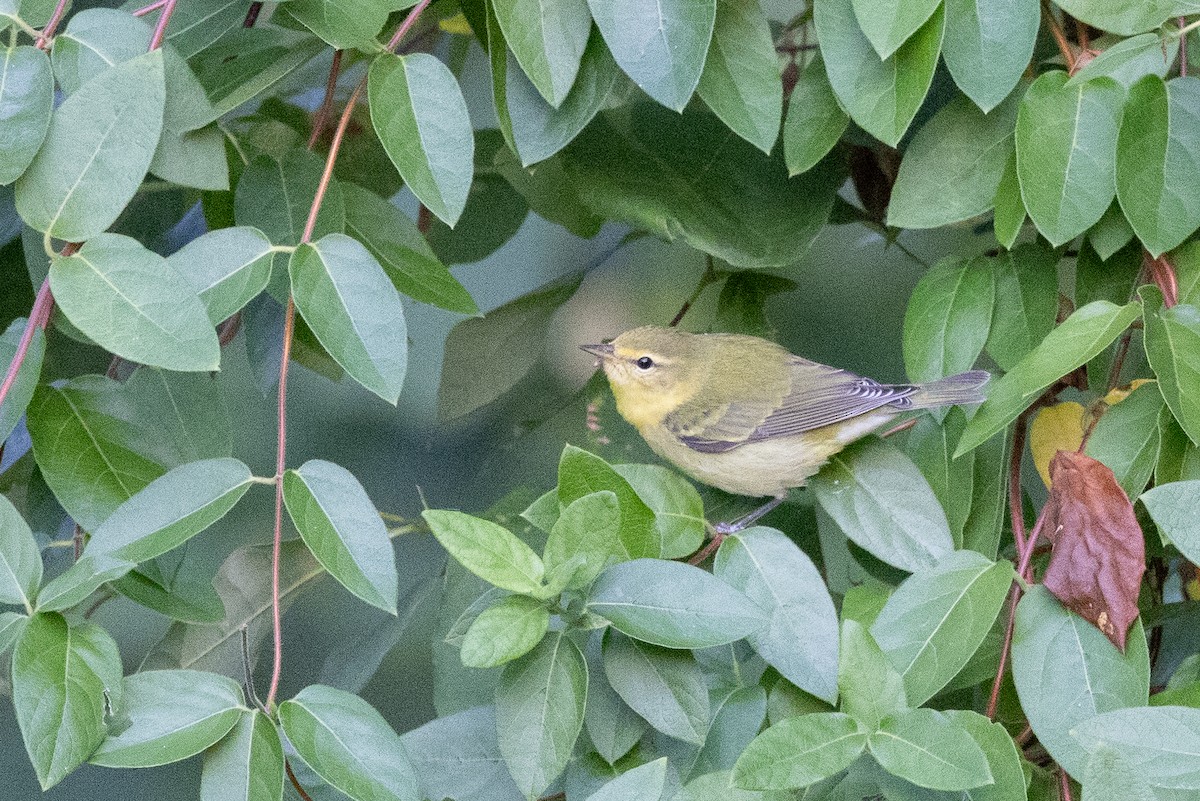 Tennessee Warbler - ML641872634
