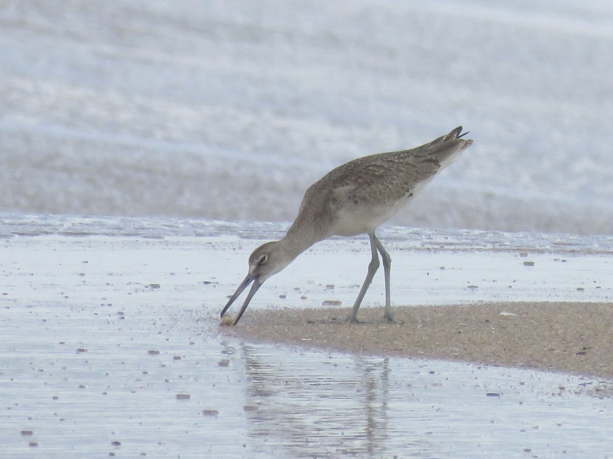 Willet - ML641872635