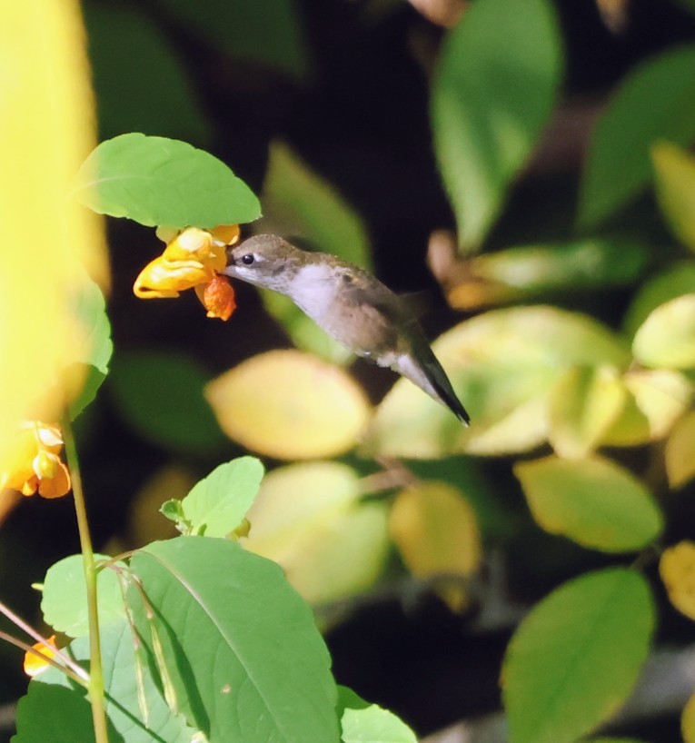 Ruby-throated Hummingbird - ML641872640