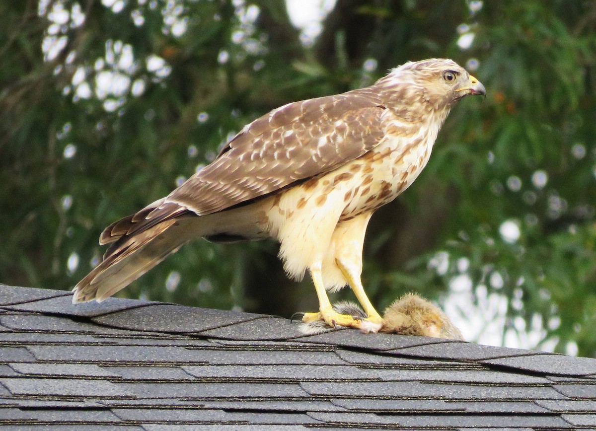 Red-shouldered Hawk - ML641872641