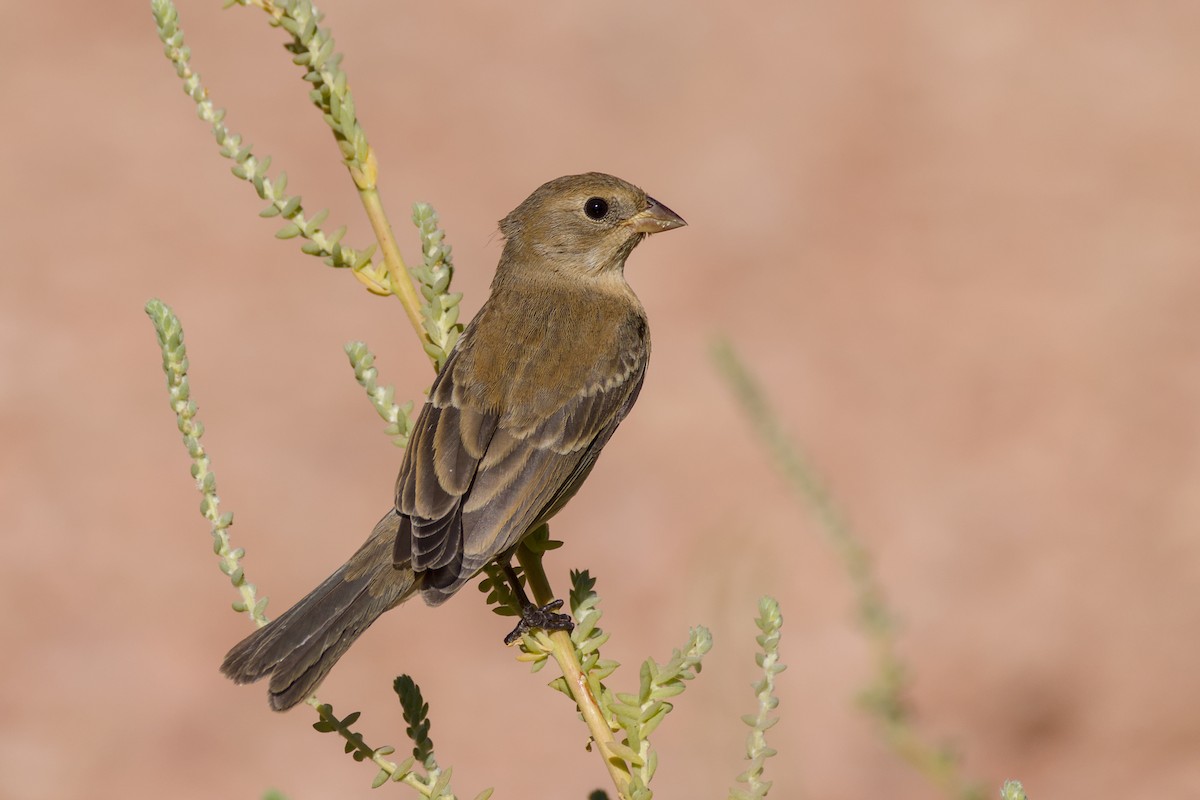 Lazuli Bunting - ML641872645