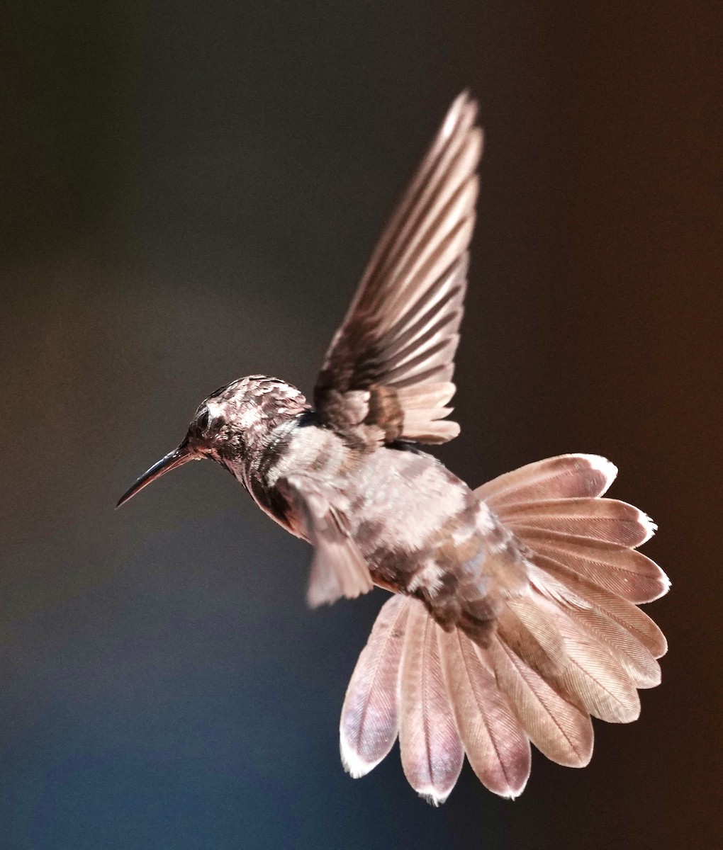 Ruby-topaz Hummingbird - ML641872651
