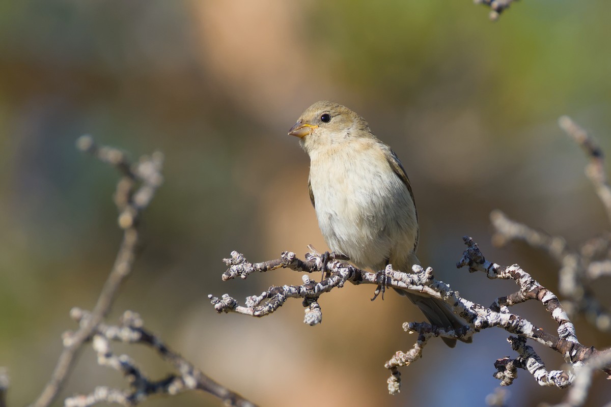 Lazuli Bunting - ML641872652