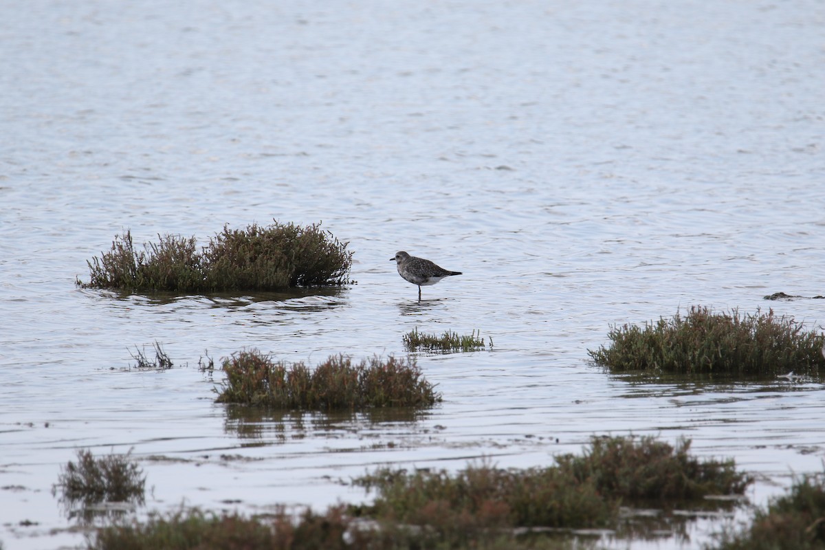 Black-bellied Plover - ML641872653