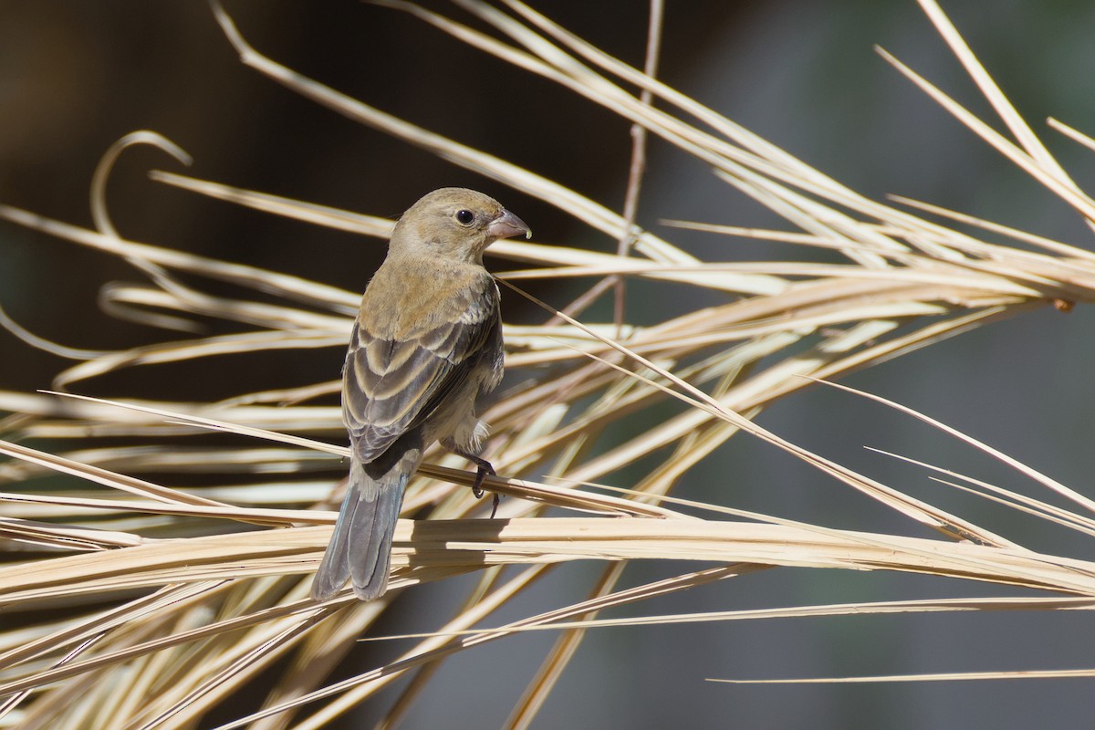 Lazuli Bunting - ML641872654