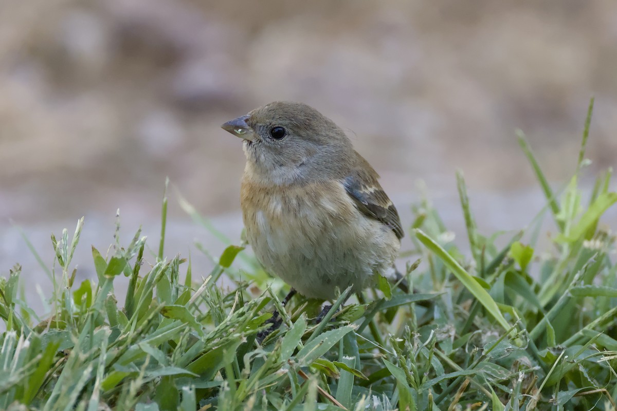 Lazuli Bunting - ML641872656