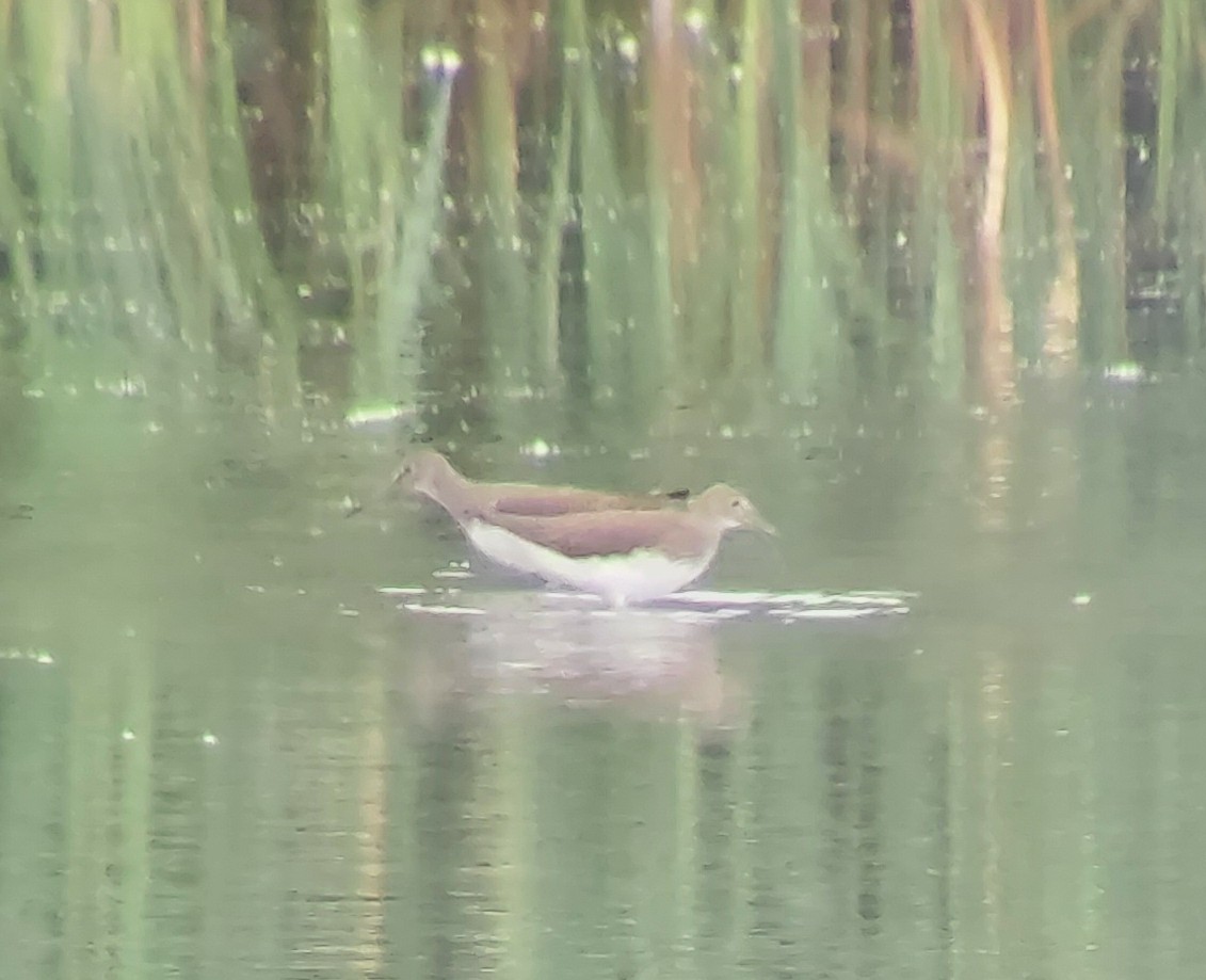 Common Sandpiper - ML641872657