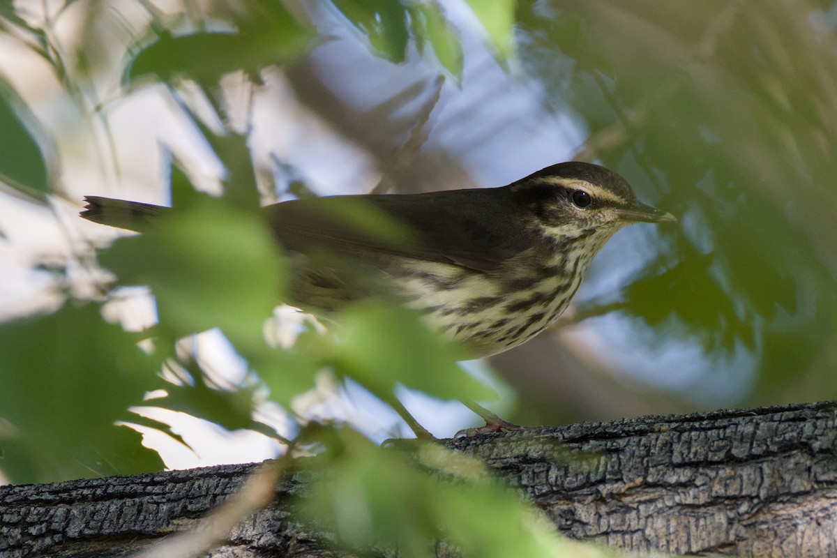 Northern Waterthrush - ML641872658