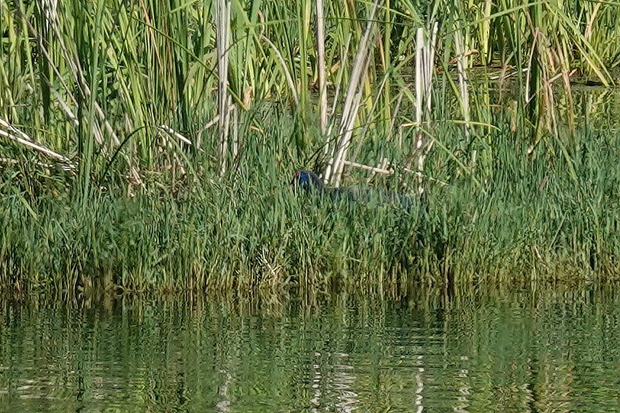 Western Swamphen - ML641872659