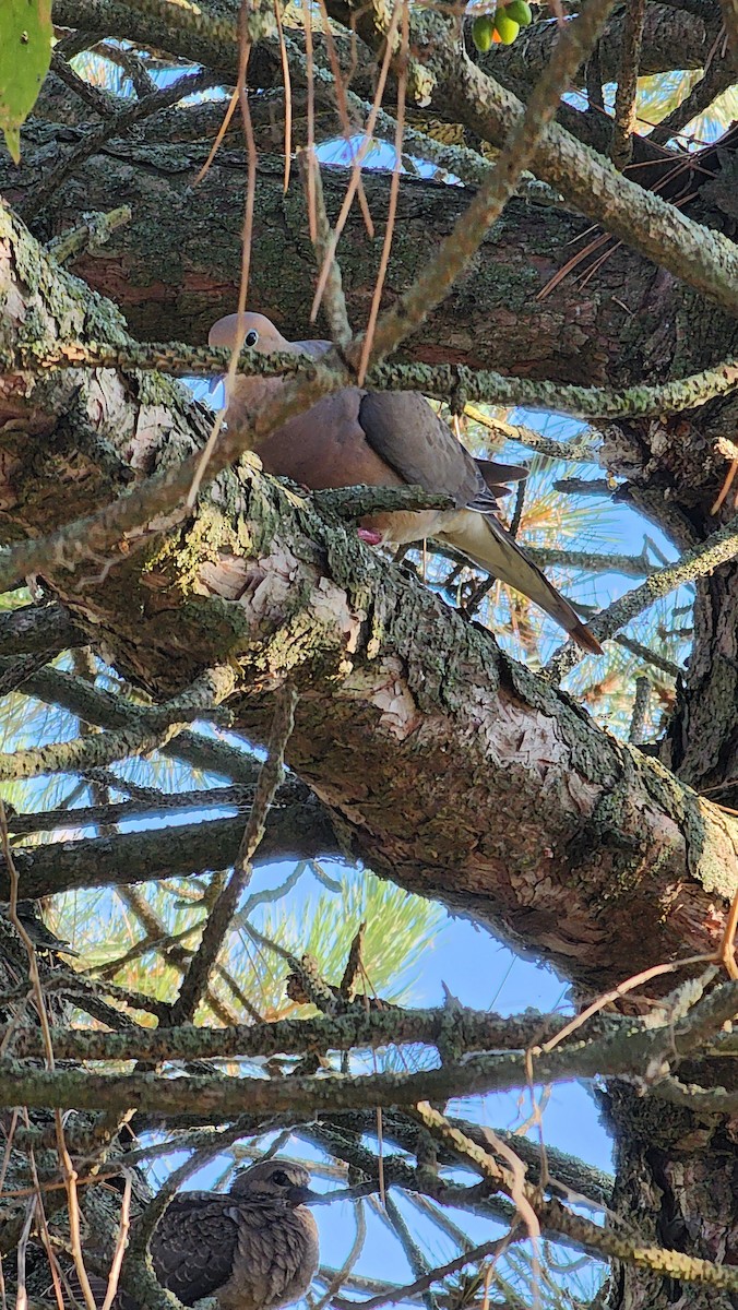 Mourning Dove - ML641872666