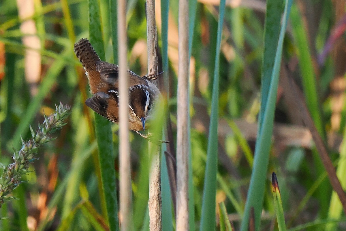 Marsh Wren - ML641872676