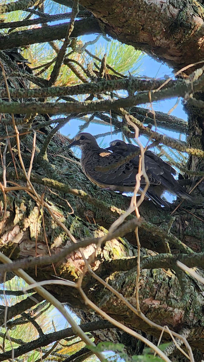 Mourning Dove - ML641872684